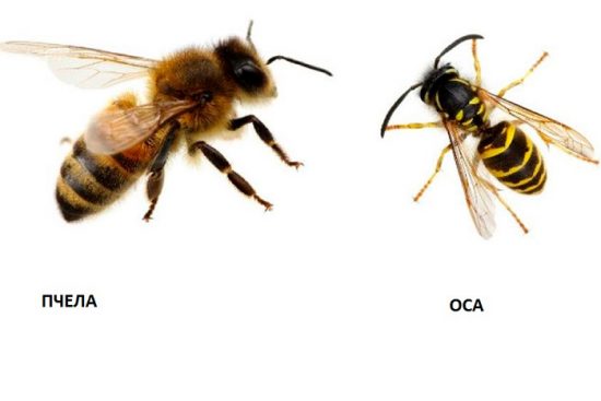 разница между пчелой и осой