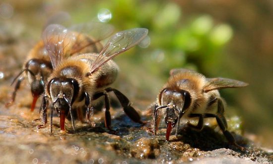 пчелы пьют воду