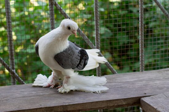 домашние голуби