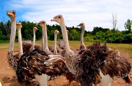 группа страусов