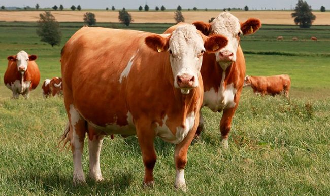 Порода коров симменталы фото и описание