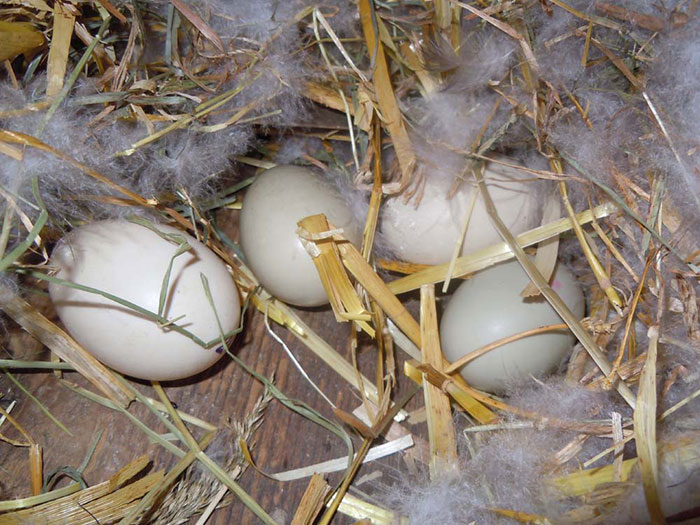 Сколько сидит утка на яйцах. Утка наседка на яйцах. Утиные яйца в гнезде белой домашней утки. Как утки высиживают яйца. Утка яички посаженные.