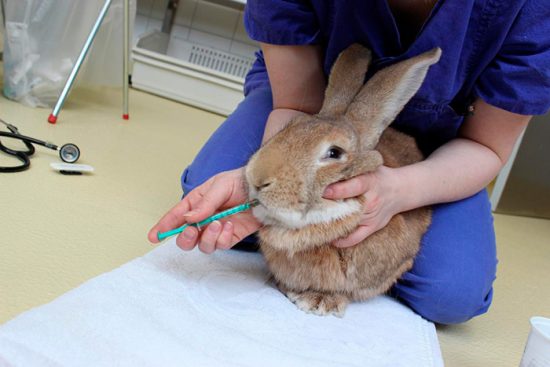 лечение кроликов