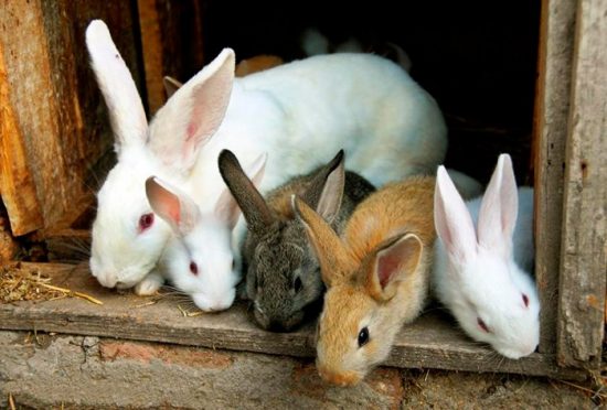 уход за кроликами