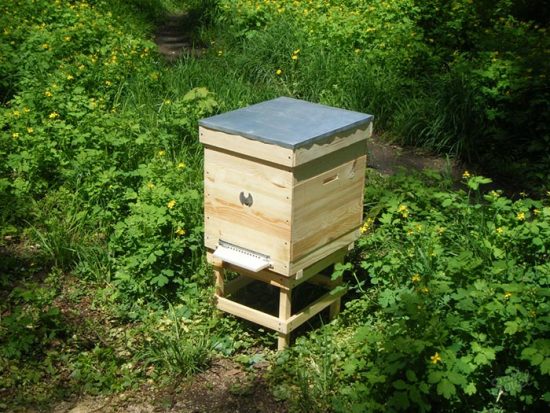 пчеловодство