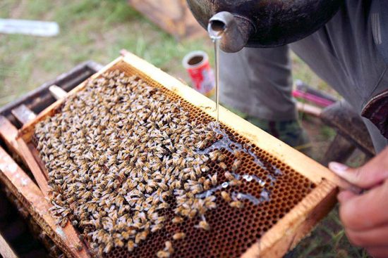 подкормка пчел сиропом