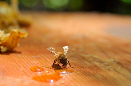 что едят пчелы