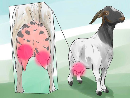 воспаление вымени у козы