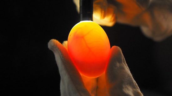 проверка качества яйца перед инкубацией
