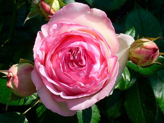розовая роза в саду