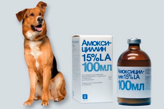 лекарство для собак