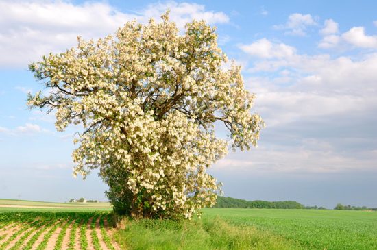 цветущее дерево