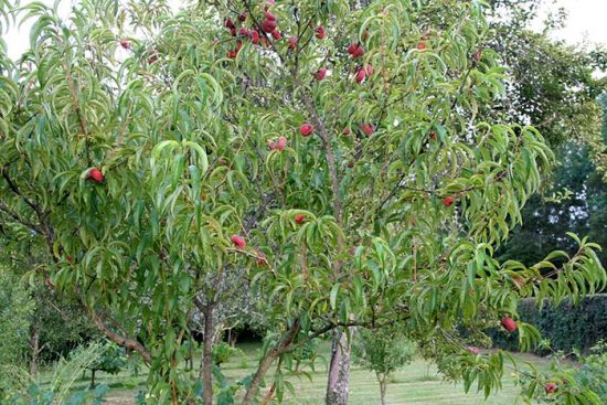 персиковое дерево
