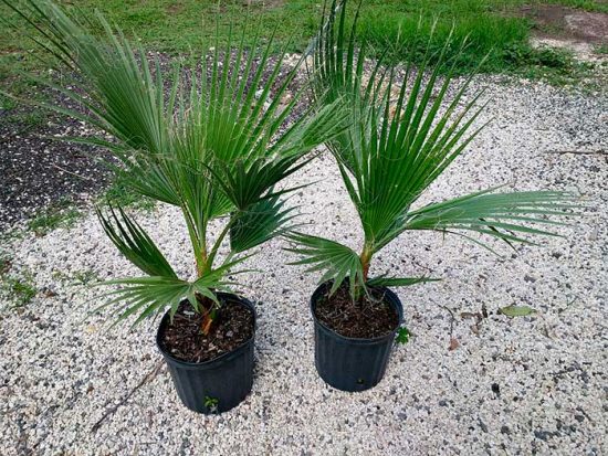 выращивание пальмы дома