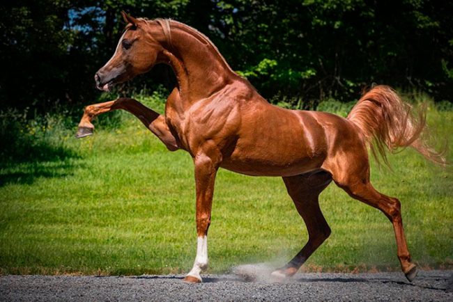 Разные породы лошадей с фотографиями и названиями