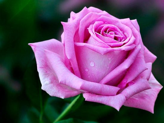 роза лилового цвета