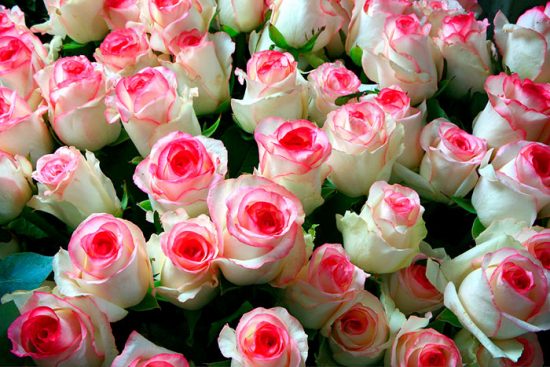 бело-розовые розы