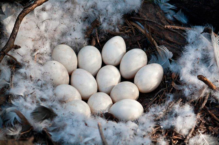 Откладывают большое количество яиц. Лебединое яйцо. Яйцо лебедя. Кладка яиц. Утиная кладка яиц.
