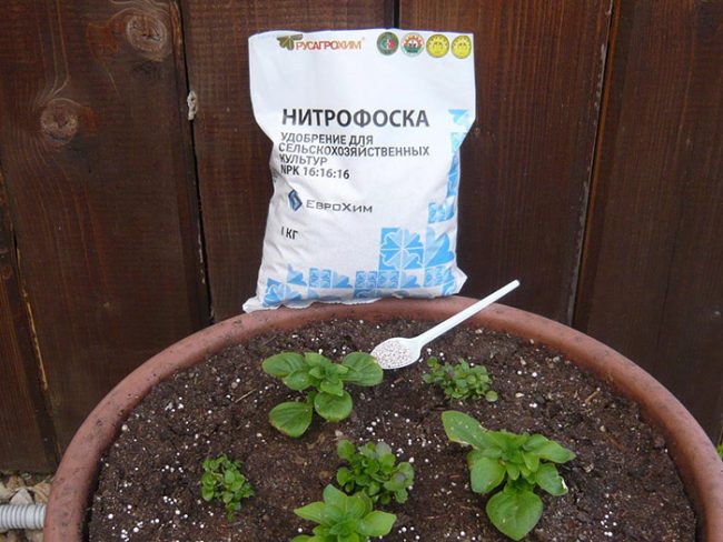 Удобрение Нитрофоска: применение, состав, отзывы