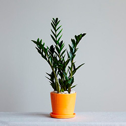 Замиокулькас — цветок безбрачия, уход в домашних условиях и фото