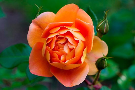 оранжевая роза