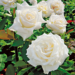 Белые розы - сорта с фото и названиями, описанием и характеристиками