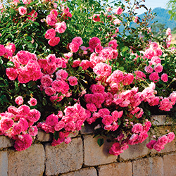 Почвопокровные Розы В Ландшафтном Дизайне Фото