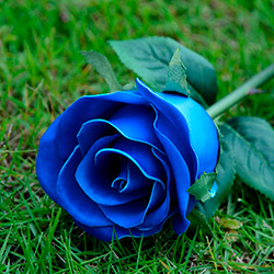 Как сделать синюю розу 🚩 Быстро покрасить розу в 🚩 Цветоводство