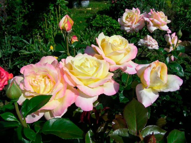 Розы флорибунда желтые сорта фото описание