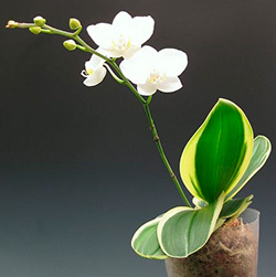 Болезни Орхидеи Фаленопсис На Листьях С Фото