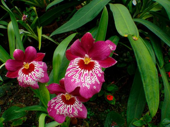 цветение орхидеи