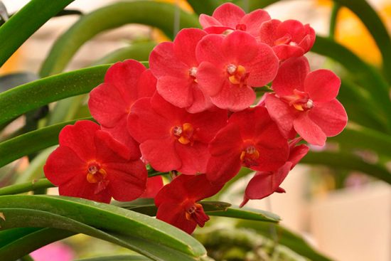 красная орхидея