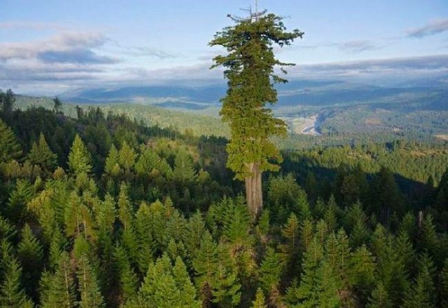 Секвойя дерево фото где растет и описание