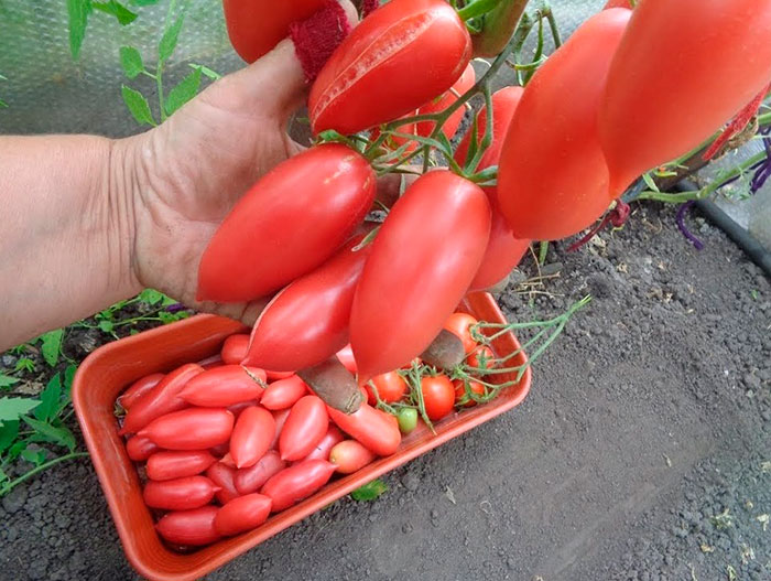 сбор урожая томатов