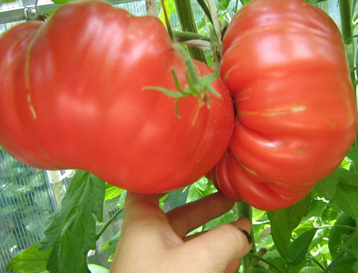 сорта помидоров
