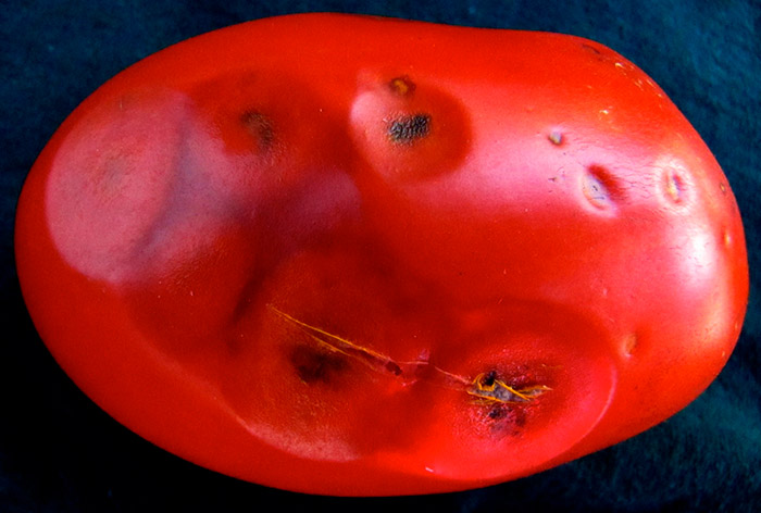 больной плод томата