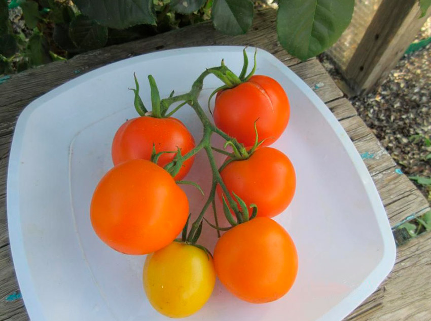 Царская ветка: величественный сорт томата. Описание и отзывы о выращивании