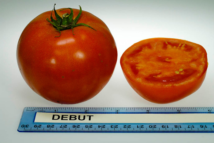 крупные помидоры