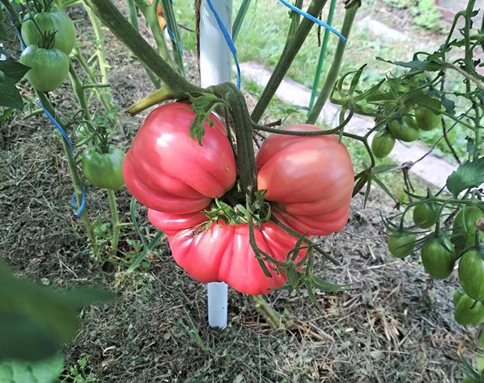 необычный сорт томата