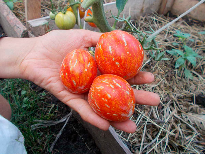 необычные томаты