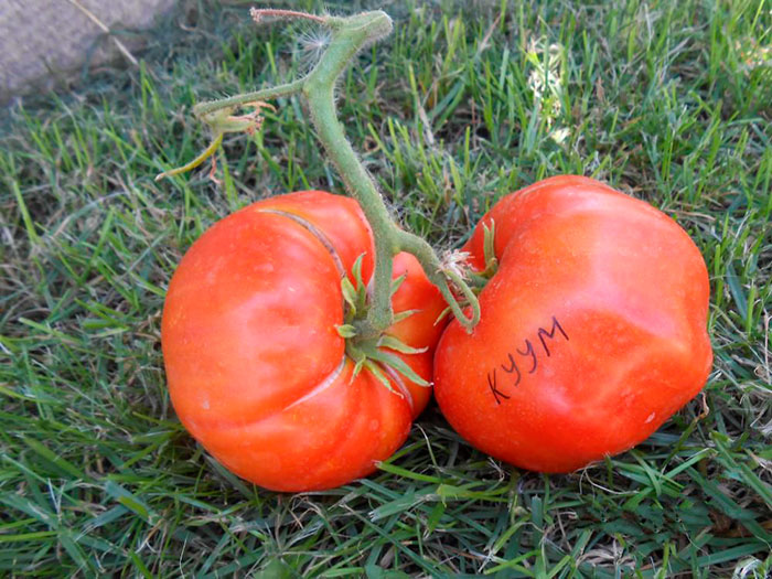 самые крупные помидоры