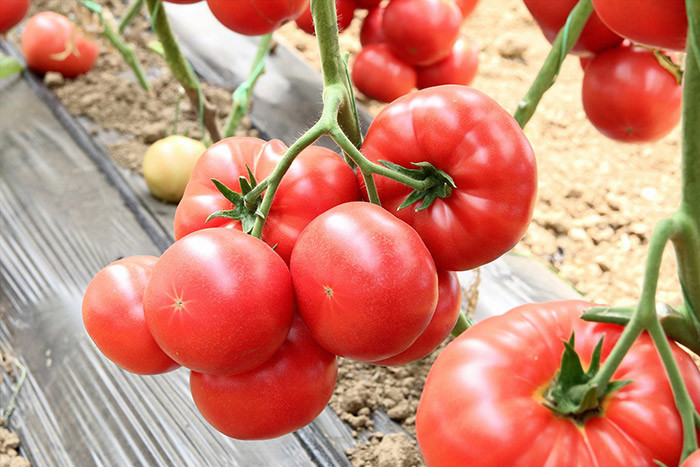 как выращивать томаты