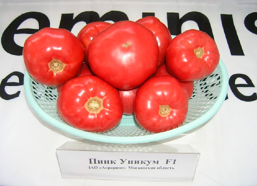 Пинк Уникум: подробное описание особенностей выращивания томата