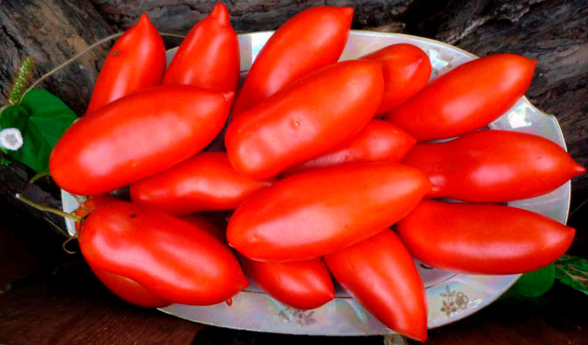 Яркий томат в вашей теплице: подробное описание сорта Хохлома, правила ухода, отзывы