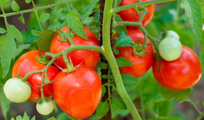 Алешка F1: описание, достоинства томата, отзывы огородников