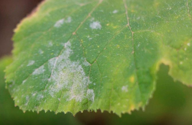 Болезни огурцов в открытом грунте и борьба с ними + фото