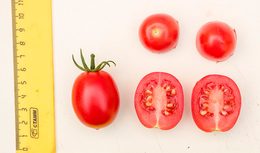 Продуктивный томат с яркими гроздями: описание гибрида Черри земледелец F1