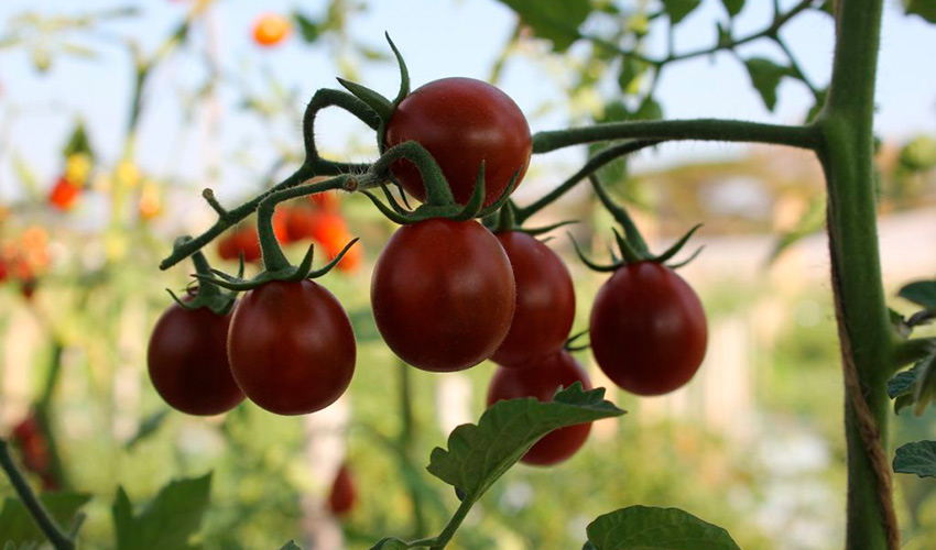 Сладкий томат Груша черная: особенности и описание сорта, секреты выращивания, отзывы