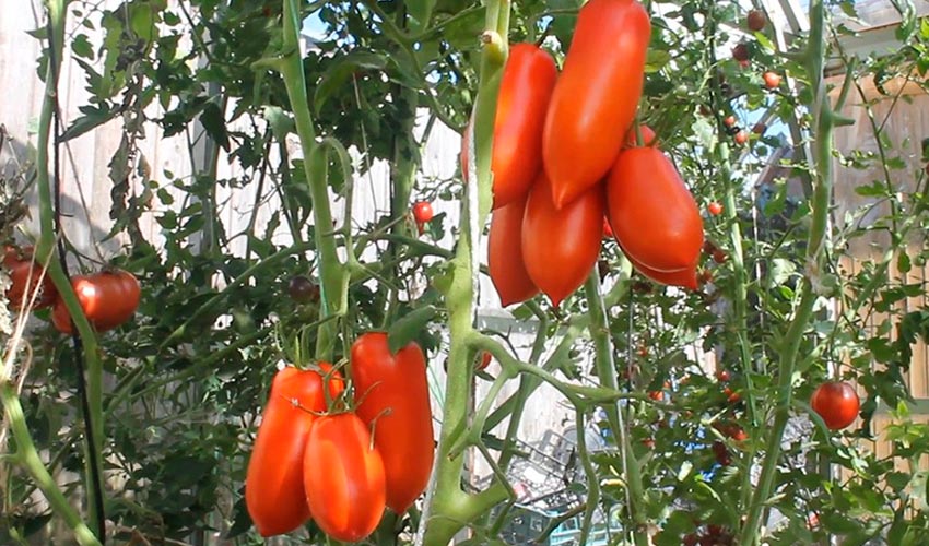 Томат высокоурожайный Супербанан: особенности плодов, описание агротехники, мнение садоводов