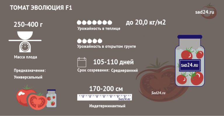 Томат Эволюция F1: описание и характеристика сорта, отзывы, фото